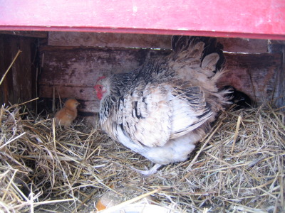 Les animaux de la ferme Oc'ne : une poule et ses poussins